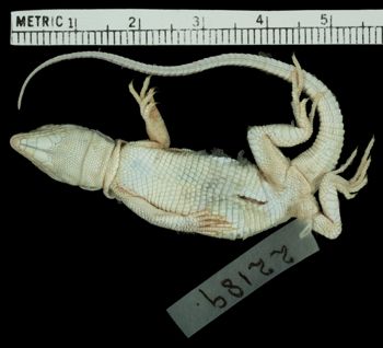 Media type: image;   Herpetology R-22189 Aspect: ventral